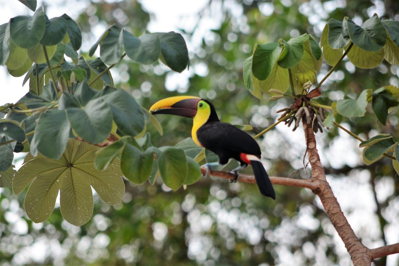 Casa Del Toucan Доминикаль Экстерьер фото