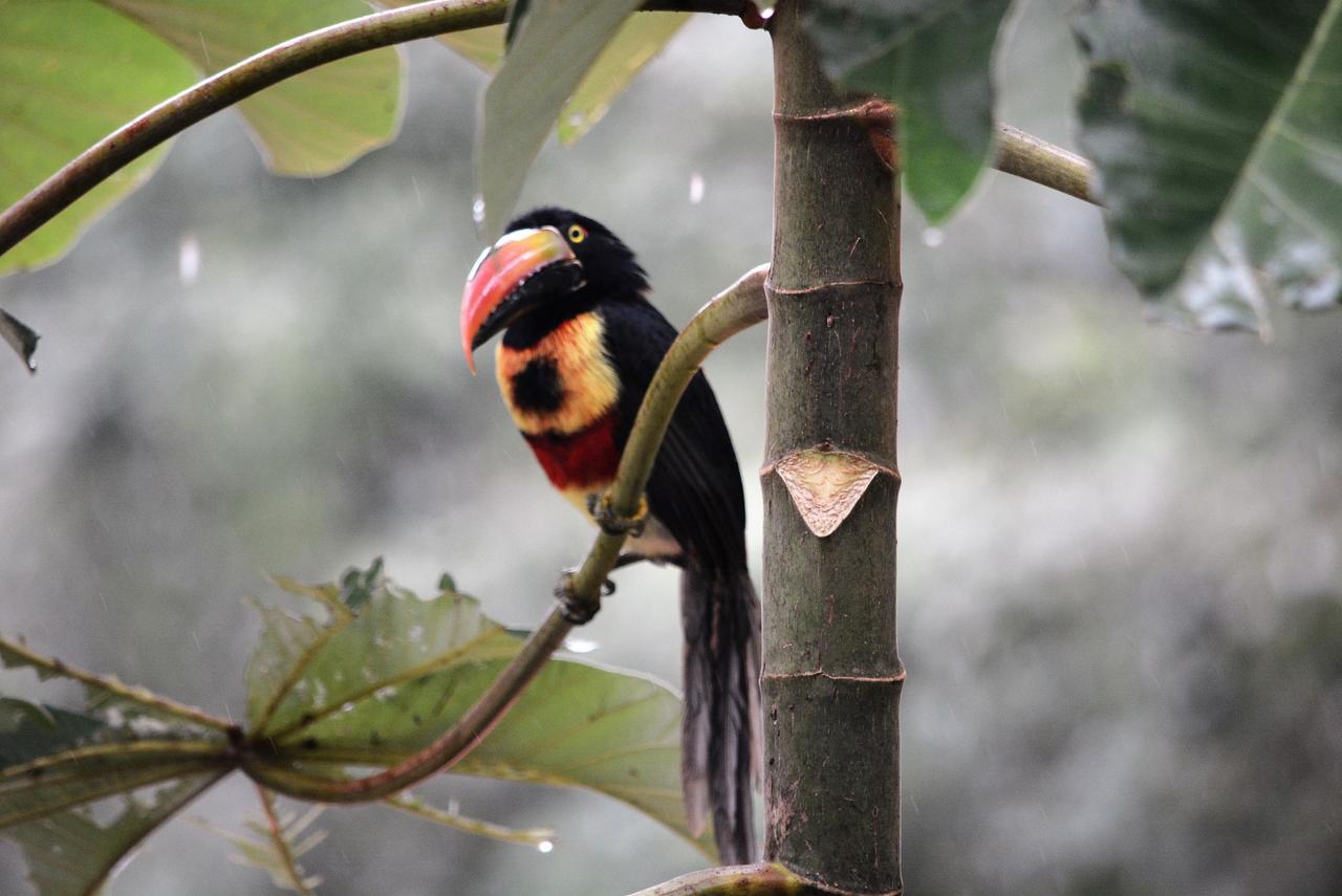 Casa Del Toucan Доминикаль Экстерьер фото